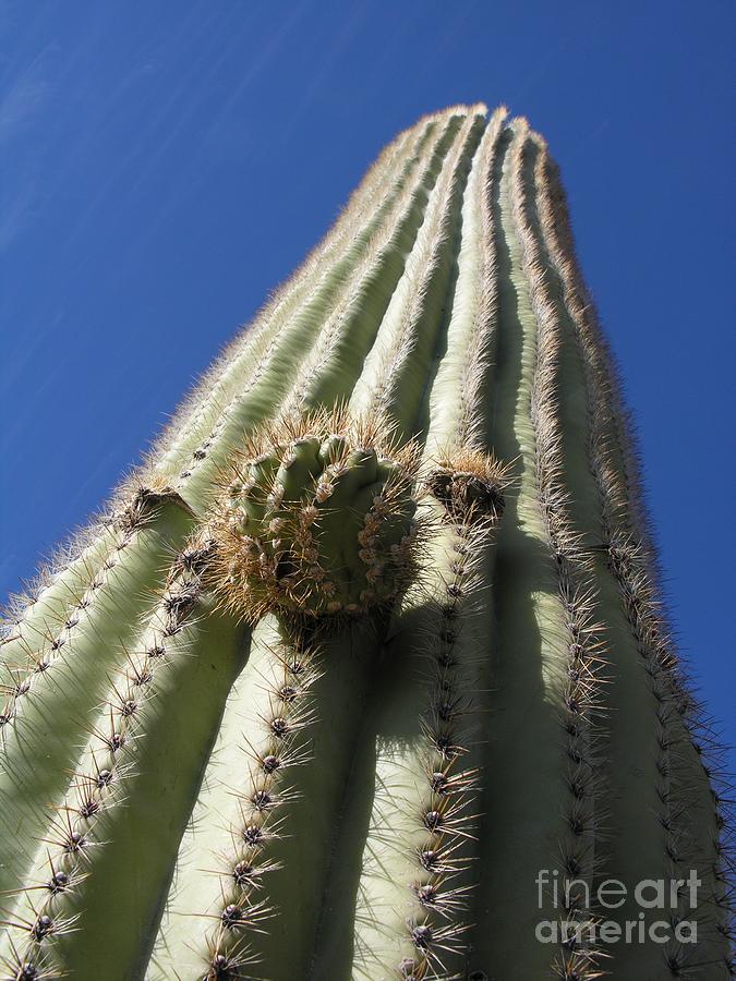 Desert Photograph - Cactus Height  by Diane Lesser