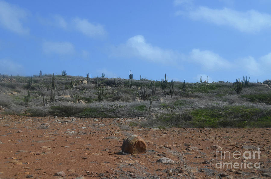 Cactus in a Desert Landscape on the Carribean Island of Aruba Photograph by DejaVu Designs