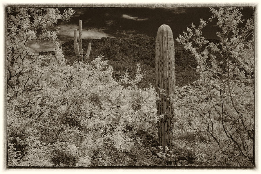 Cactus in a different light Photograph by Michael McGowan