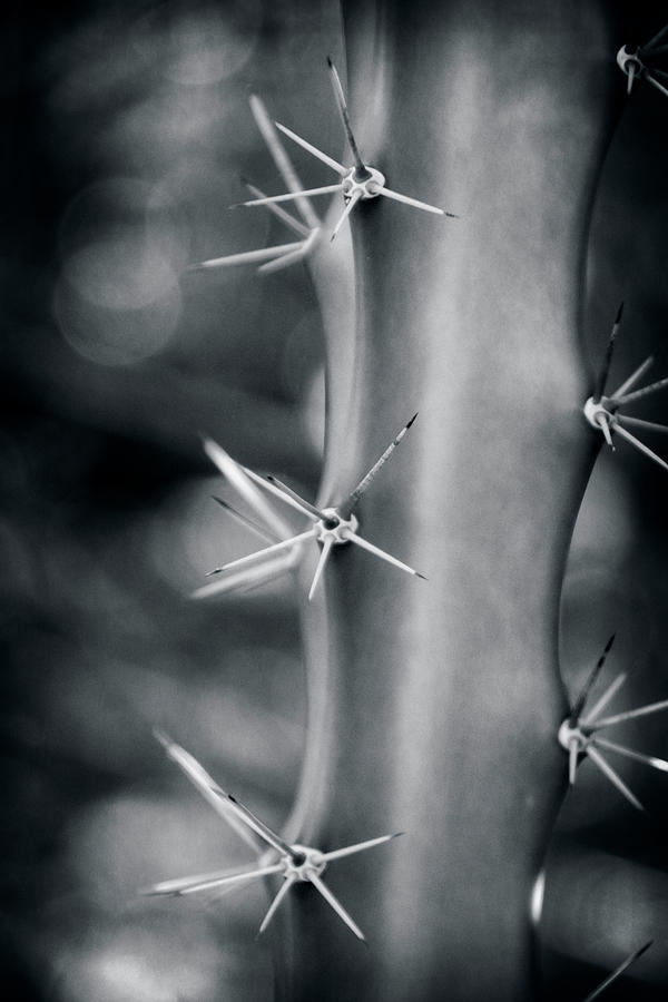 Cactus In Black And White Photograph by Greg and Chrystal Mimbs