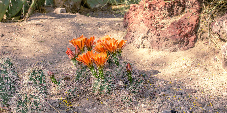 Cactus in bloom Photograph by Darrell Foster