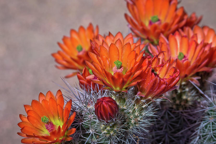 Desert Photograph - Cactus In Bloom by Linda Unger