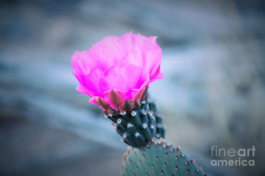 Cactus in Bloom Photograph by Marcia Breznay
