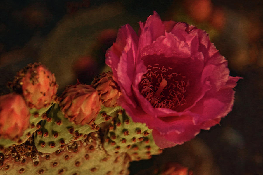 Cactus in Bloom Photograph by Theo OConnor