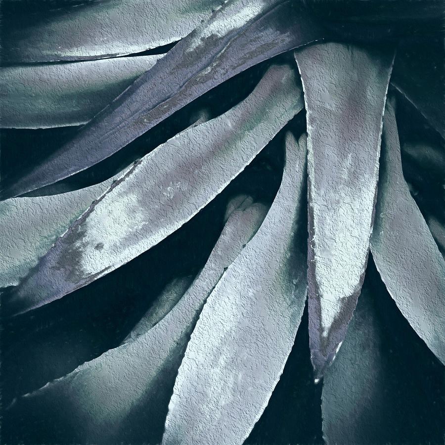 Cactus in Blue and Grey Photograph by Julie Palencia