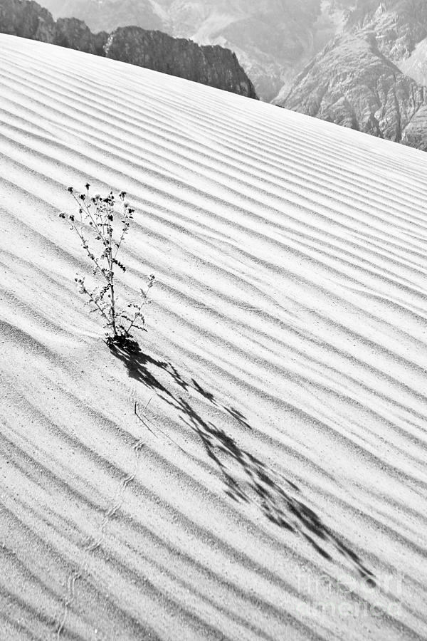 Black And White Photograph - Cactus in Desert by Hitendra SINKAR
