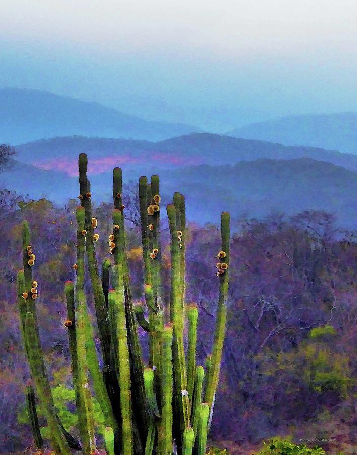 Landscape Photograph - Cactus in Huatulco by Coke Mattingly