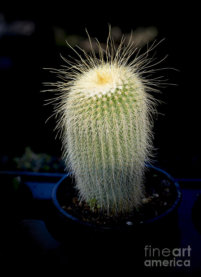 Cactus In Light Photograph