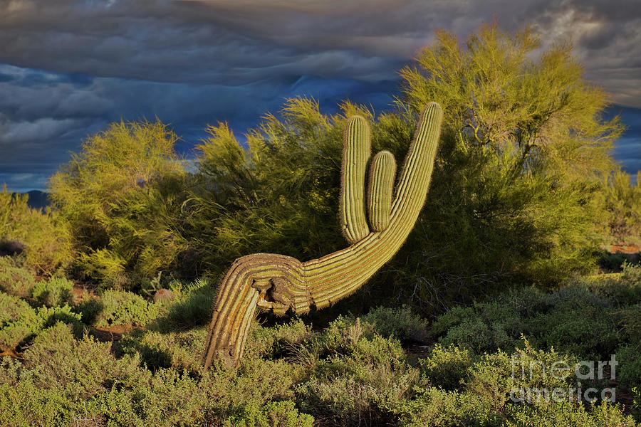 Cactus in Recline Photograph by David Arment