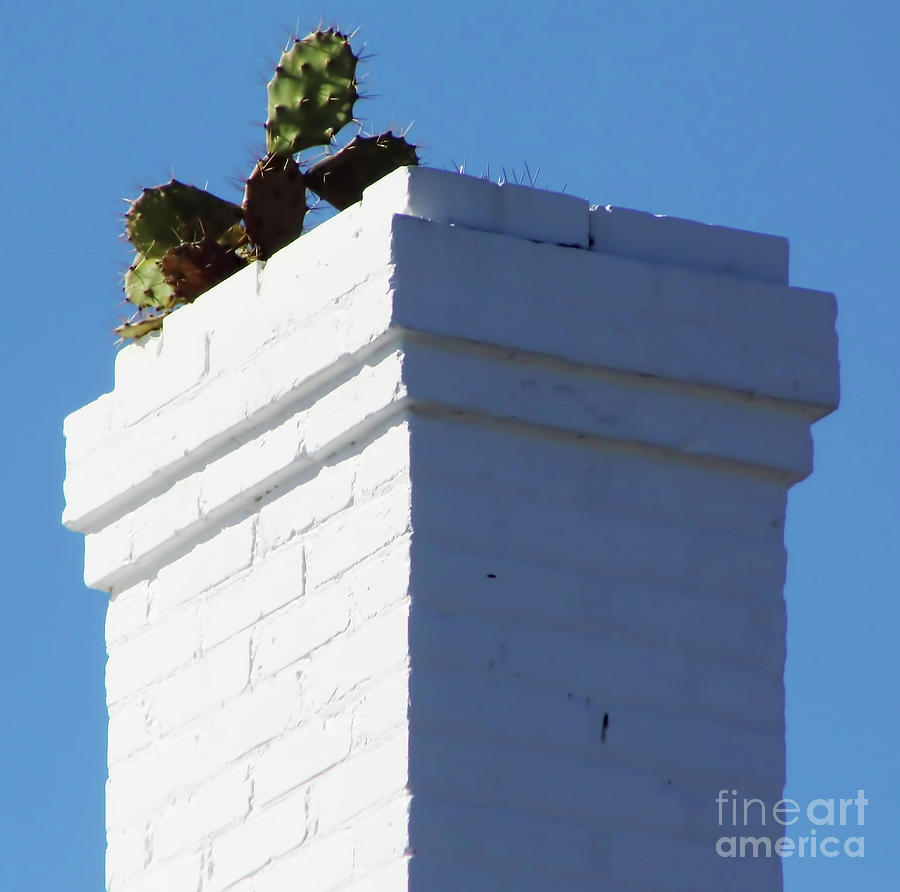 Cactus In The Chimney Photograph by D Hackett