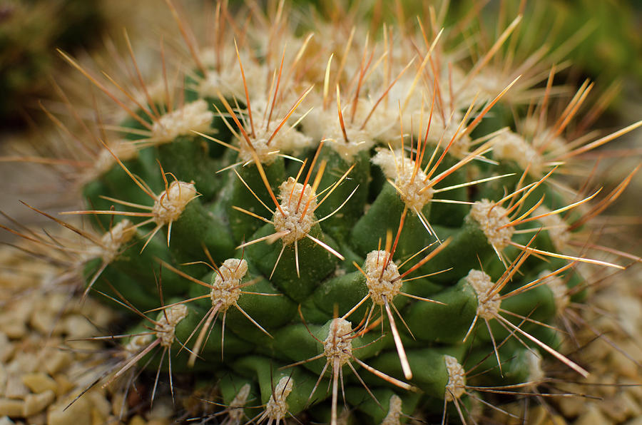 Cactus in the City Photograph by Miguel Winterpacht