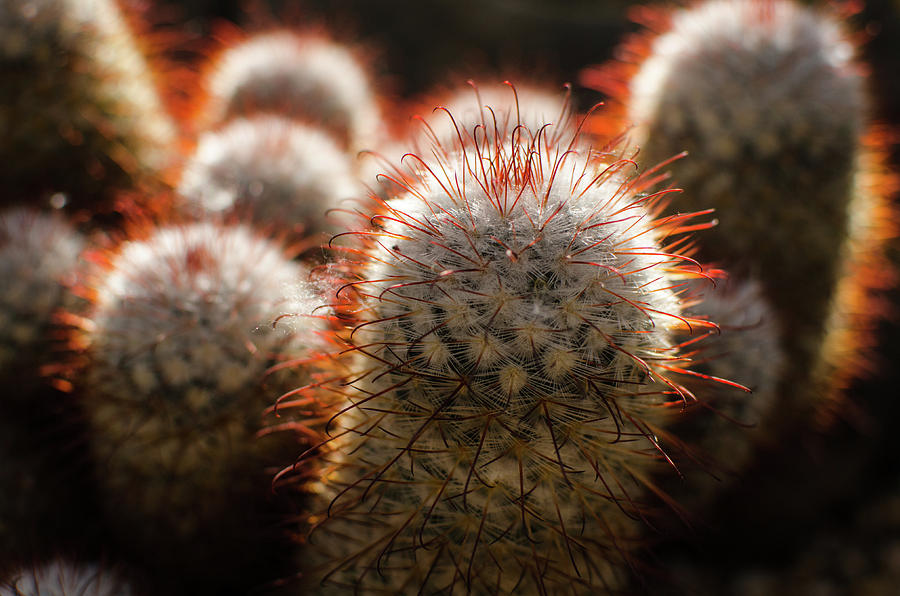 Cactus in the Conservatory Photograph by Miguel Winterpacht