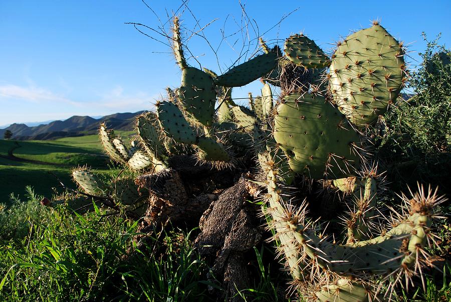 Tree Photograph - Cactus in the Mountains by Matt Quest