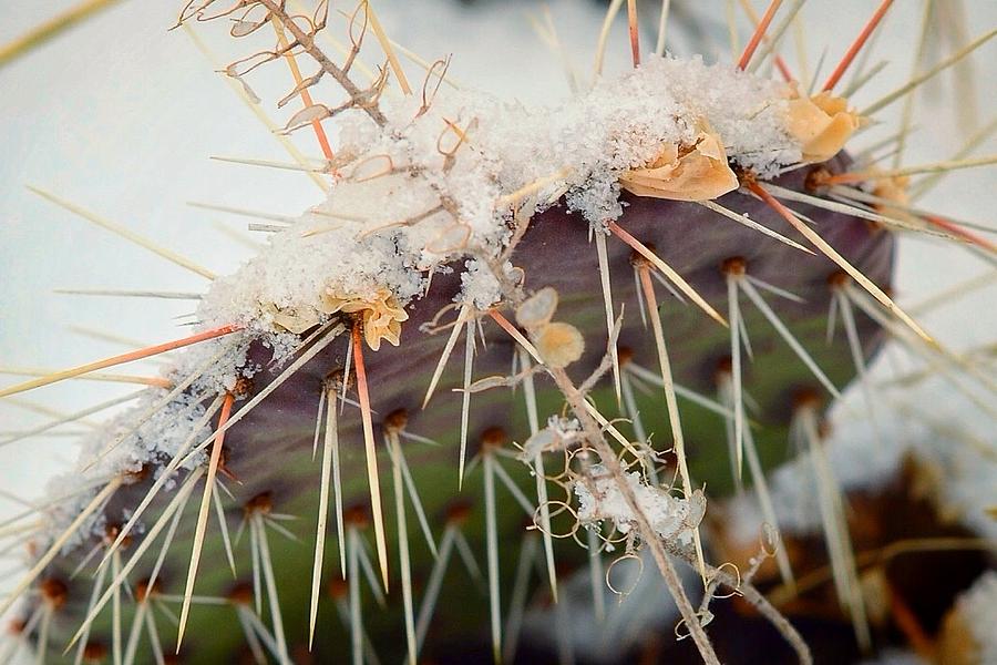 Winter Photograph - Cactus in the Snow by Bryan Higgins