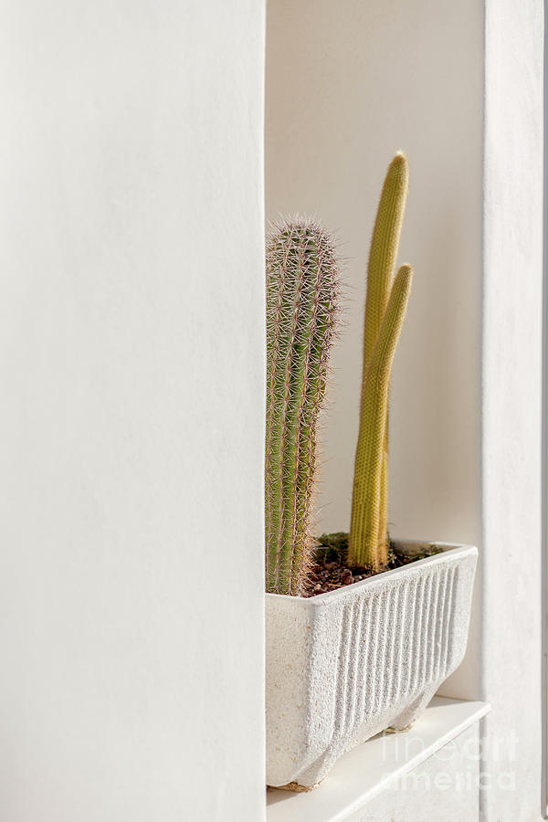 Architecture Photograph - Cactus in the wall by Heiko Koehrer-Wagner