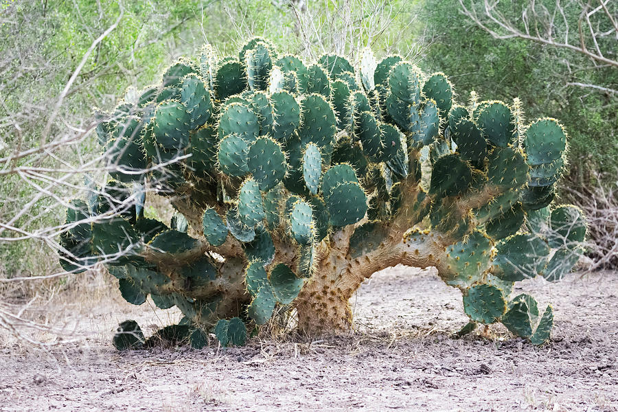 Cactus in the Wild Photograph by Debra Martz