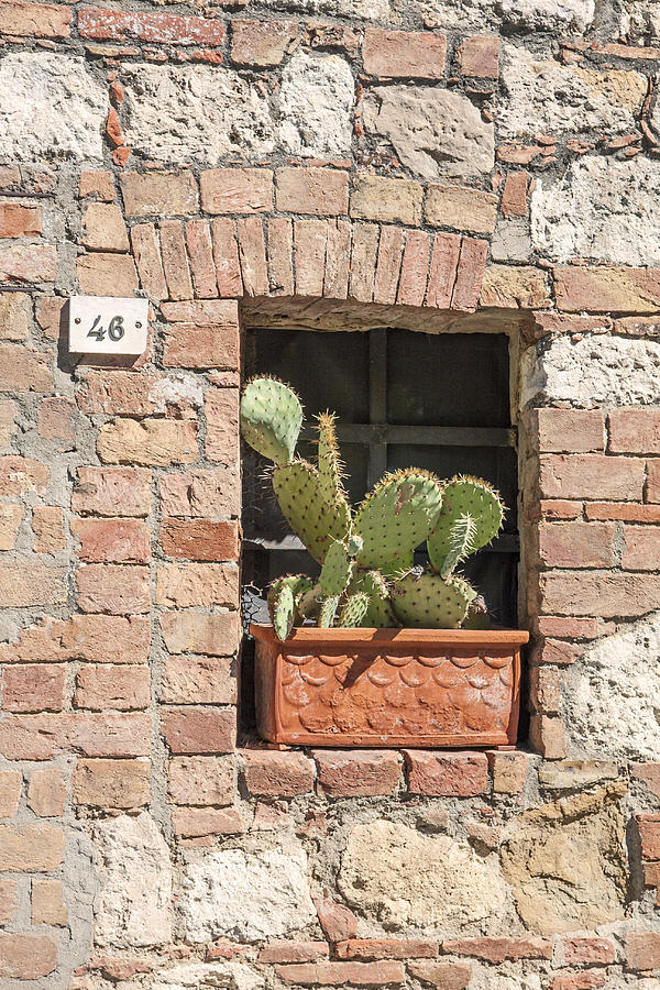 Cactus in Window Photograph by Sally Weigand