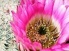 Flower Delivery Photograph - Cactus by James Knecht