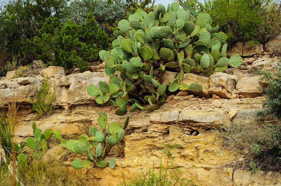 Cactus Landscape Photograph by Tikvahs Hope