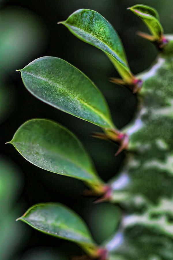 Cactus Leaves Photograph by Agustin Uzarraga