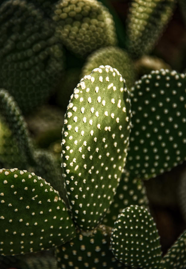 Cactus Light Photograph by Kathi Isserman