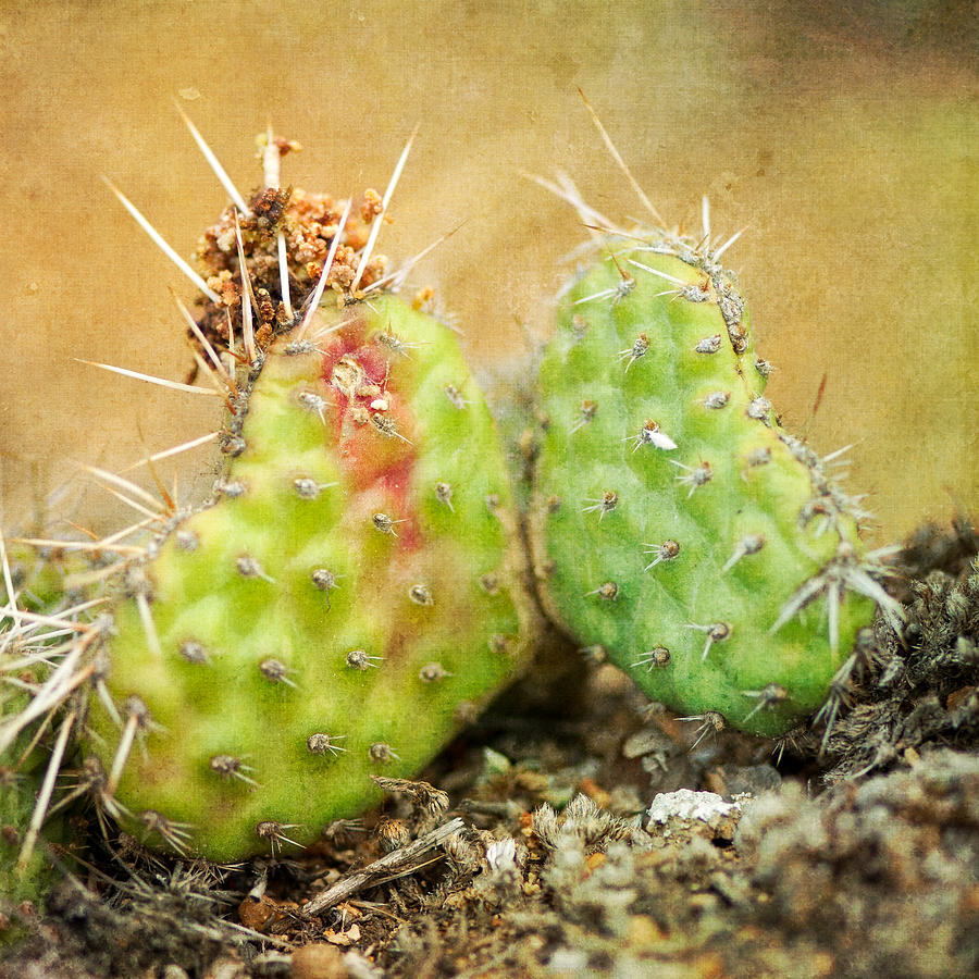 Cactus Love Photograph by Elin Skov Vaeth