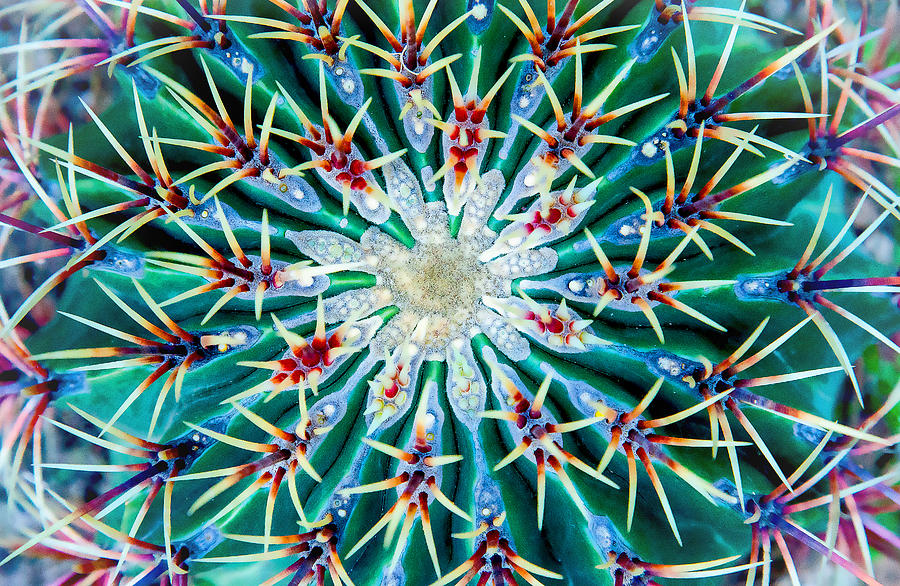 Cactus Mandala Photograph by John Bartosik