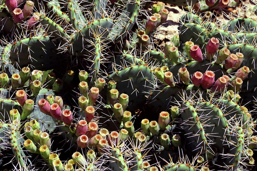 Cactus Maze DLW 0039 H_2 Photograph by Steven Ward