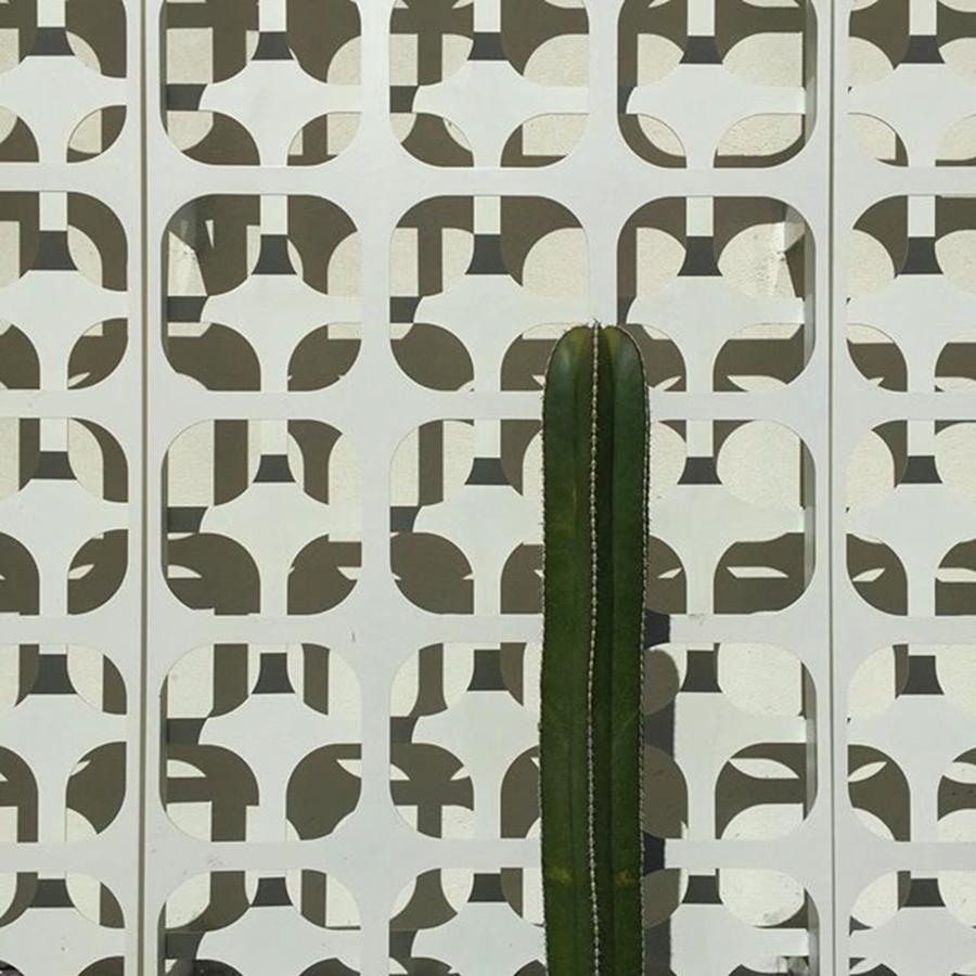 Cutout Photograph - Cactus, Meet Cutouts. #kimpton by Ginger Oppenheimer