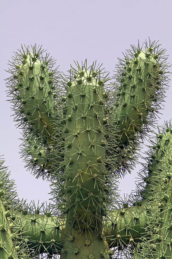 Cactus Metallicus Photograph by Tony Murtagh
