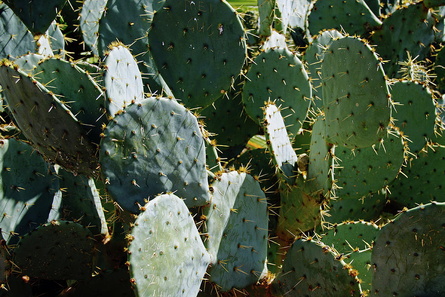 Cactus Photograph by Mike Murdock