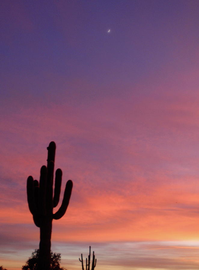 Cactus Moon Sunset by Ruby Farias