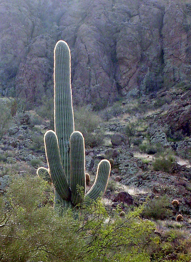 Cactus Morning Photograph by Bill Kellett