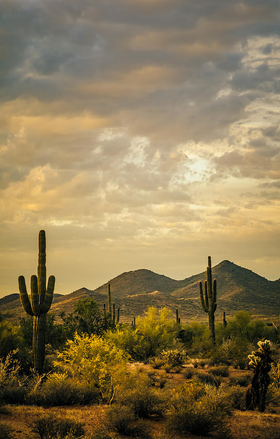 Phoenix Photograph - Cactus Morning by Don Schwartz