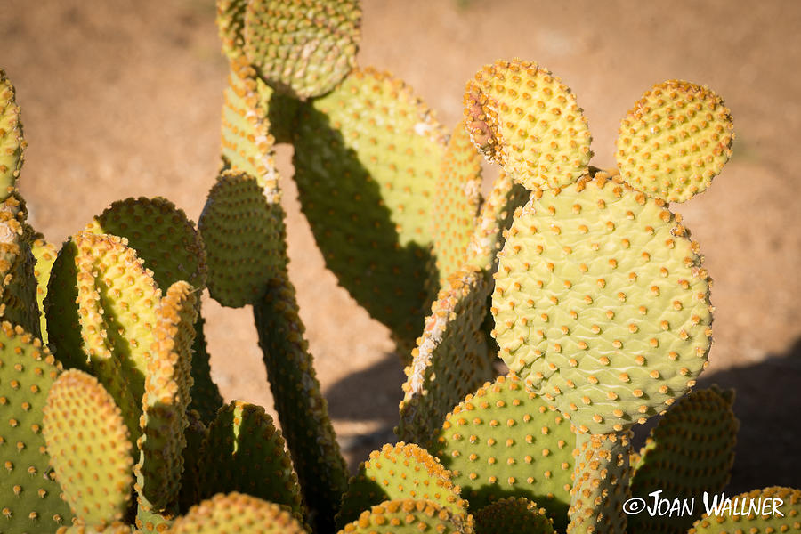 Cactus Mouse Ears Photograph by Joan Wallner