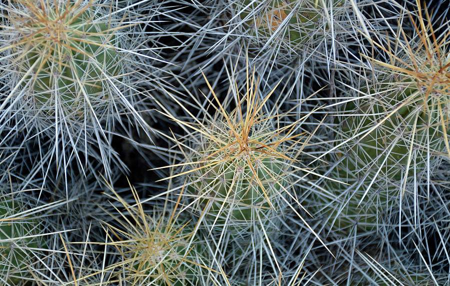 Cactus Needles From the Top Photograph by Bruce Gourley