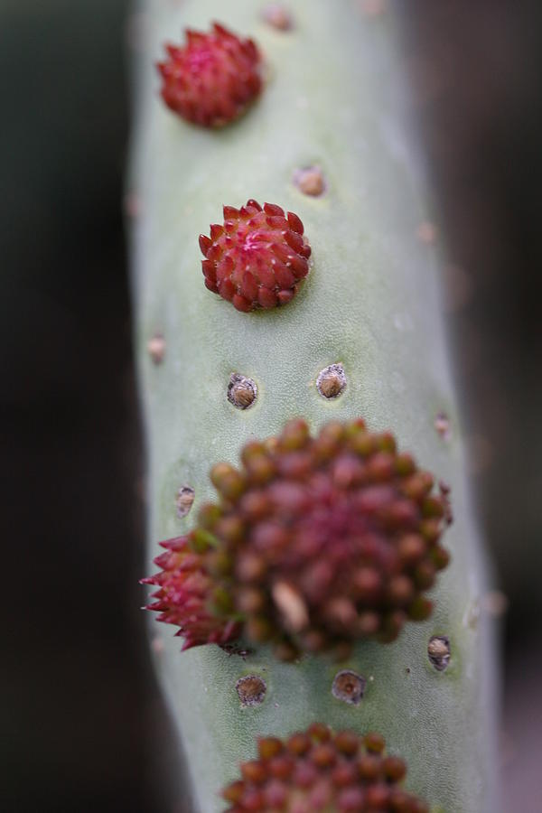 Cactus Photograph - Cactus new borns by Ofelia Arreola Cactus Photograph - Cactus new borns by Ofelia Arreola