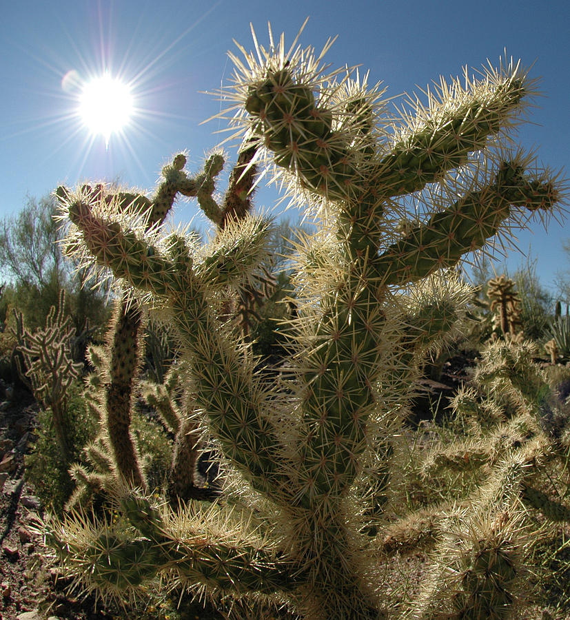 Cactus No. 4-1 Photograph by Sandy Taylor
