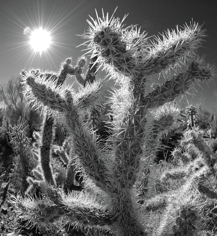 Cactus No. 4-2 Photograph by Sandy Taylor