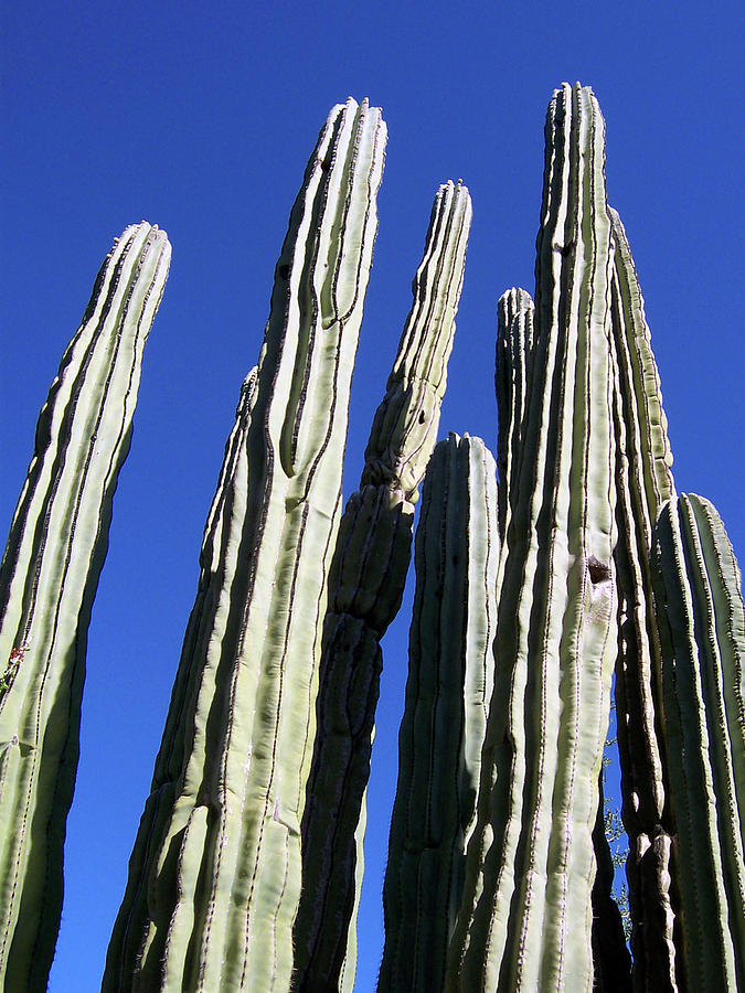 Cactus of the Southwest Photograph by Ilia -