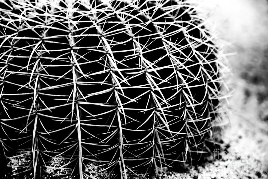 Black And White Photograph - Cactus by Olga Photography