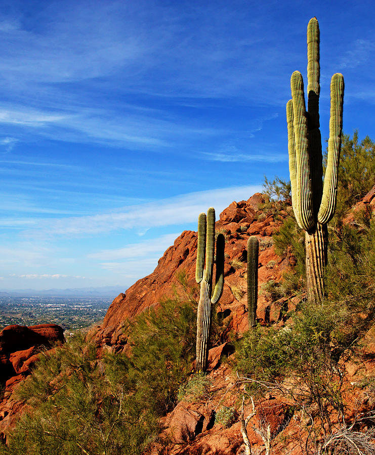 Cactus on Camelback 14x17 Photograph by Daniel Woodrum