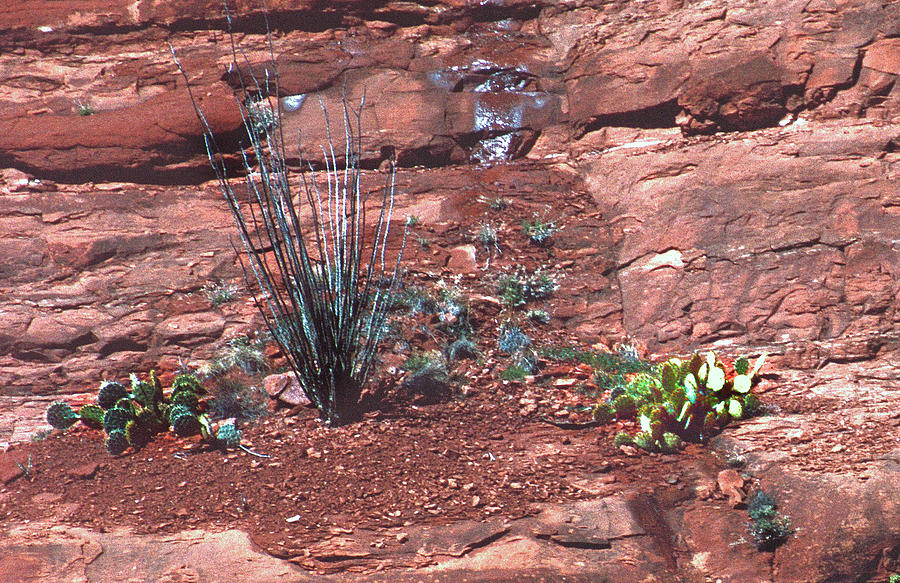 Cactus on the Rocks Photograph by Ira Marcus