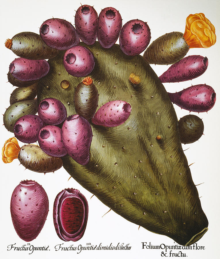 Cactus: Opuntia, 1613 Photograph by Granger