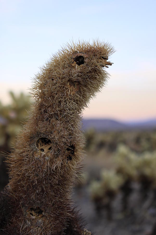 Cactus or Gopher Photograph by Karen Ruhl