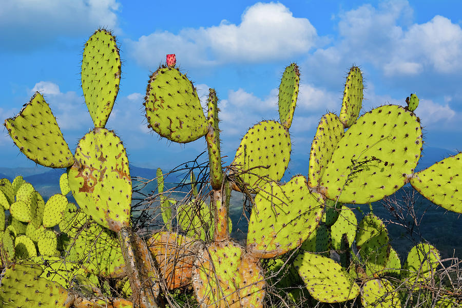 Cactus Orange County Photograph by Kyle Hanson