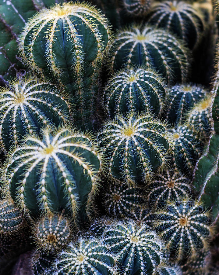 Cactus Photograph by Pamela S Eaton-Ford