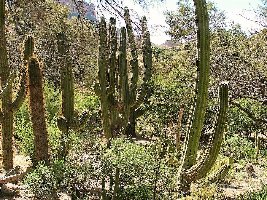Desert Photograph - Cactus Patch by Kenneth Regan