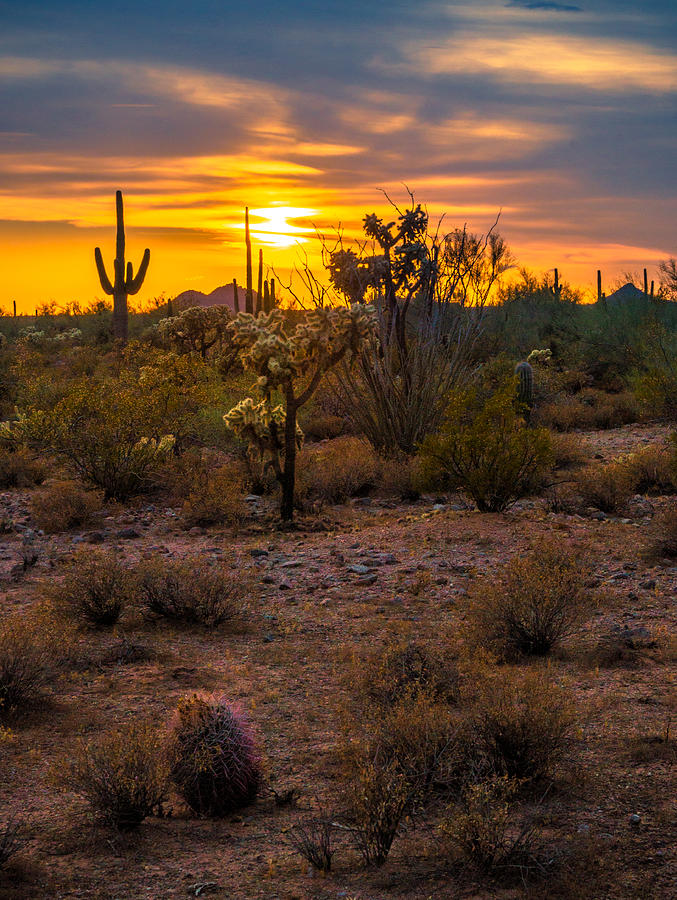 Cactus Path Sunset Photograph by Casey Stanford - Fine Art America