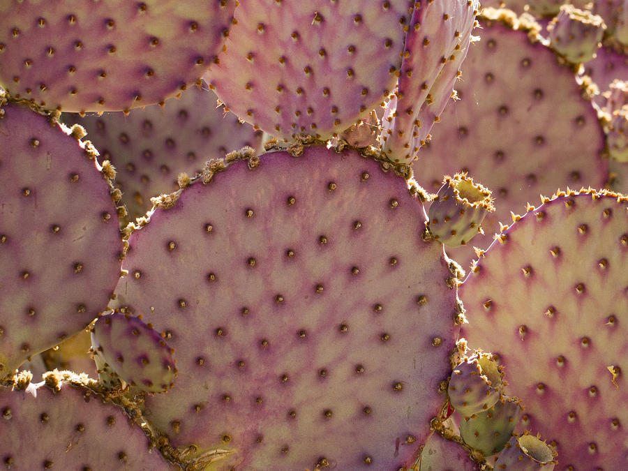 Cactus Pattern Photograph by Jean Noren